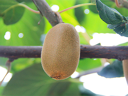 九游官网首页基地展示二